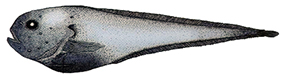 Paraliparis mulieri_claves.jpg